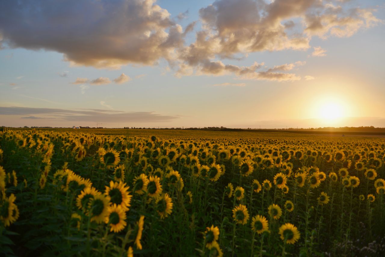 Home Golden sunflowers in full bloom under a dramatic sunset sky, showcasing natures beauty.